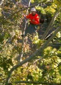 tree cutting services tri-cities kennewick pasco richland
